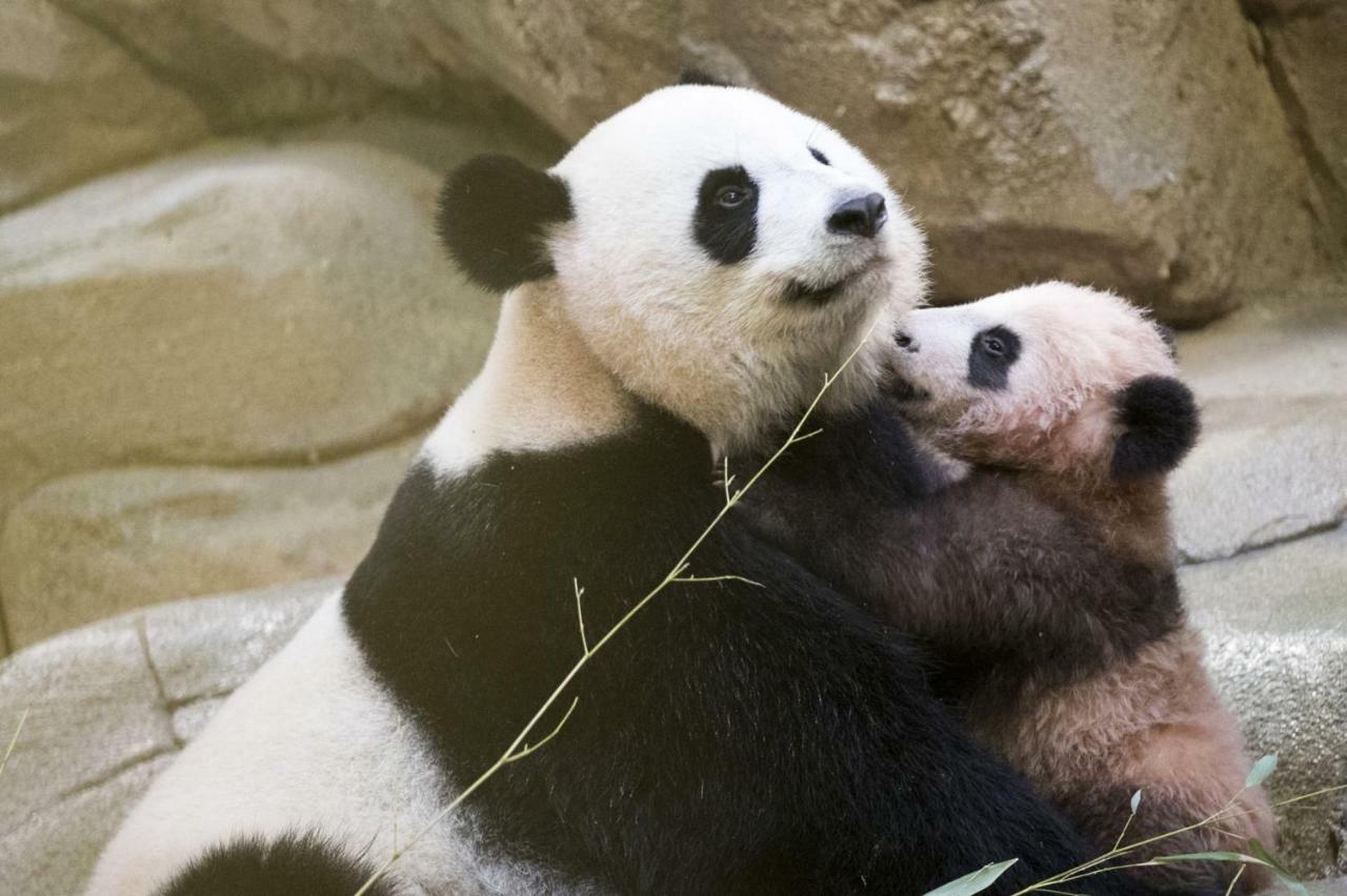 Les Gites De L'Argenterie A 15Km Du Zoo De Beauval Classes 4 Etoiles Fontguenand 外观 照片